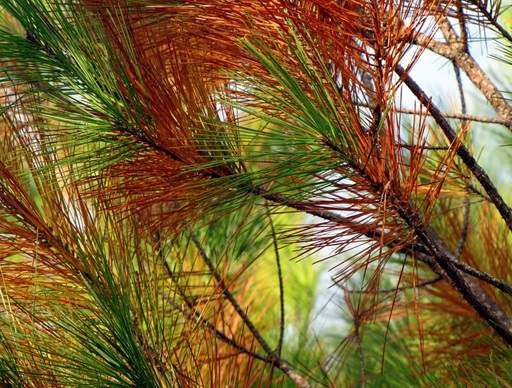 Brown pine needles